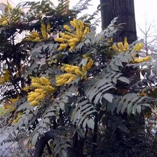 Mahonia 'Bealei' - Mahonia japonica (= Bealei) | 50-60 cm in vaso
