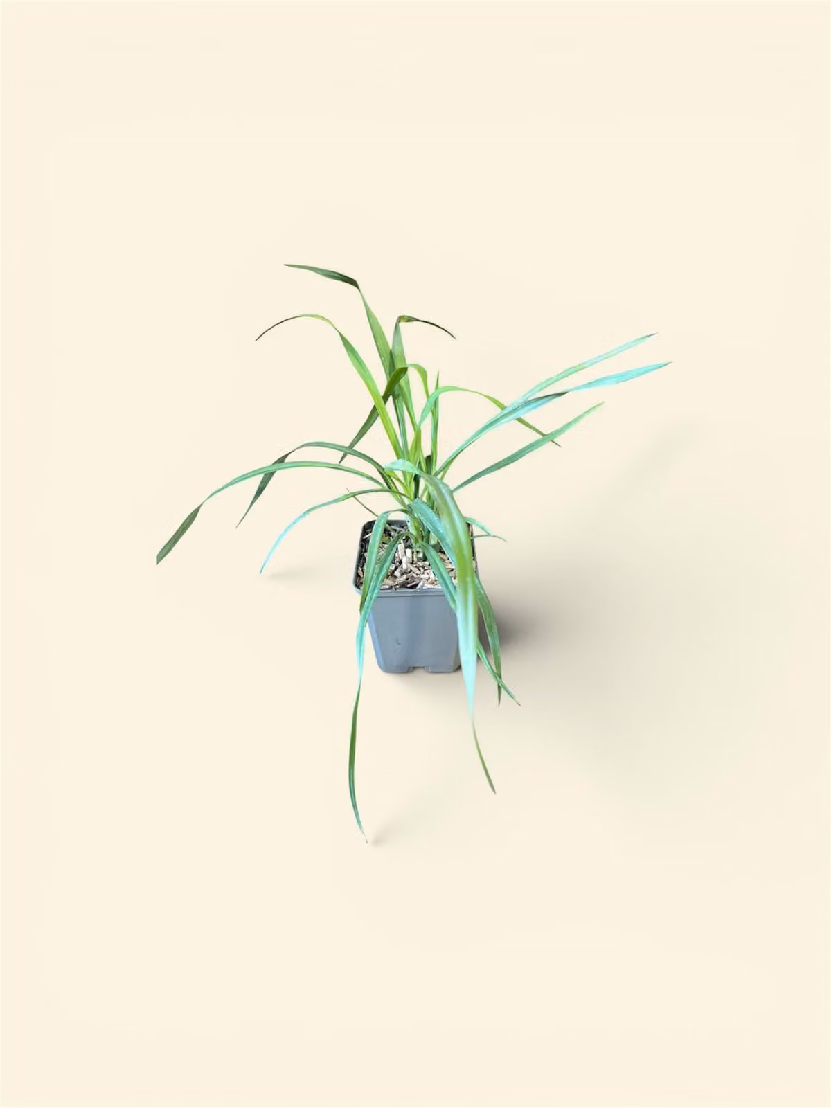 6 piante di Yucca filamentosa - Palmlilia | Vaso da 9x9 cm