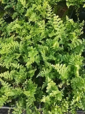 6 x Dryopteris f.-m. barnesii' - Felce vermiforme stretta 'Barnesii' - vaso 9 x 9 cm