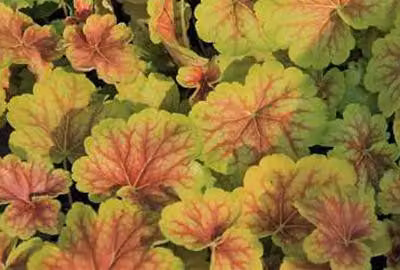6 x Heuchera hybr. 'Delta Dawn' - campanula viola - vaso 9 x 9 cm