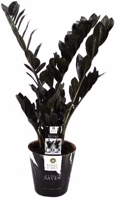 Zamioculcas Raven ca. 60 cm - Zamioculcas nera - Pianta da appartamento