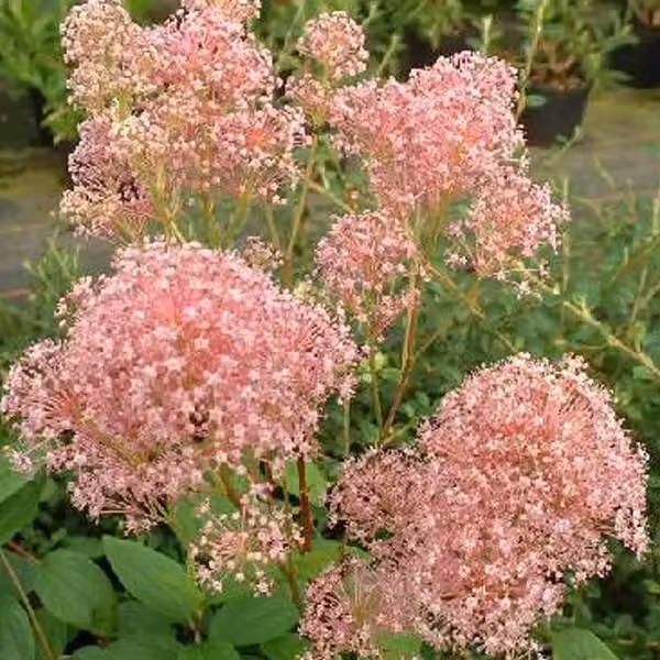 2 piante di Ceanothus pallidus 'Marie Rose' (Säckelblume), alte 40-50 cm, in vaso