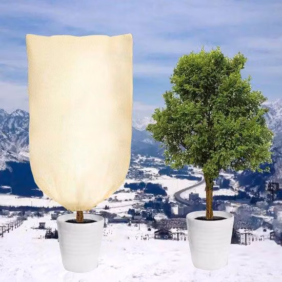 Copertura invernale per palme, 80 x 100 cm, spessore 80 g/m², beige, resistente allo strappo, con cordino Rits-Trek