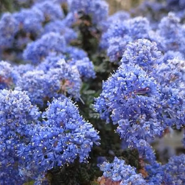 2 piante di Ceanothus 'Burkwoodii' (Säckelblume), alte 30-40 cm, in vaso
