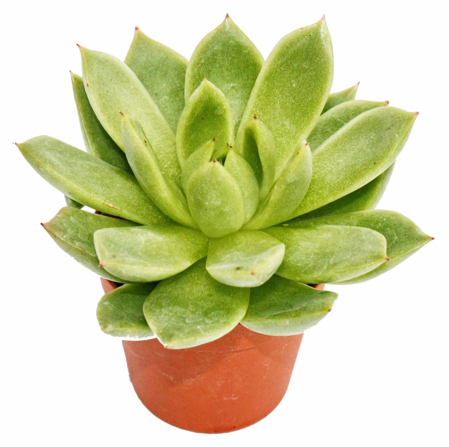 Echeveria agavoides - piccola pianta in vaso da 5,5 cm