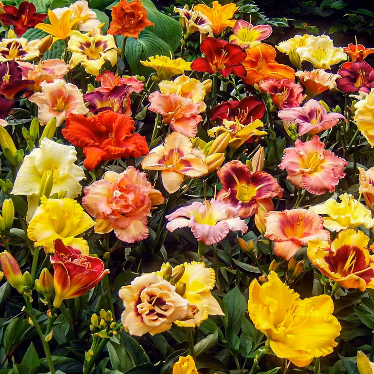 Bulbi di Taglilie - 5 bulbi - Bulbi da fiore perenni, resistenti al freddo - Mix di 5 varietà di Hemerocallis - Grandi piante perenni resistenti al freddo, provenienti dai Paesi Bassi (nessun seme, solo bulbi, non prodotti artificialmente)