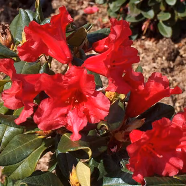 Rhododendron 'Baden-Baden' | 20-30 cm in vaso