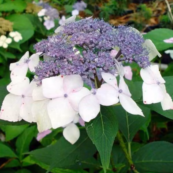 2 ortensie - Hydrangea 'Mariesii Perfecta', in vaso, altezza 25-30 cm