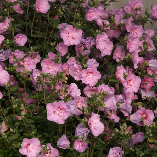 Hibiscus selvatico - Hibiscus syriacus 'Lavender Chiffon' | 40-60 cm in vaso