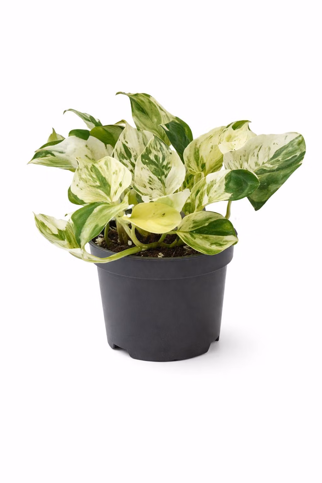 Epipremnum Happy Leaf vaso da 20 cm circa - Pianta d'appartamento di facile cura per la casa, vaso per edera, pianta decorativa per giardino interno