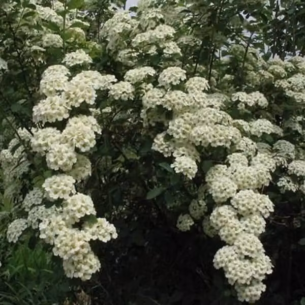 2 x Siepi ornamentali / Arbusti ornamentali - *Spiraea vanhouttei* | 30-40 cm, in vaso