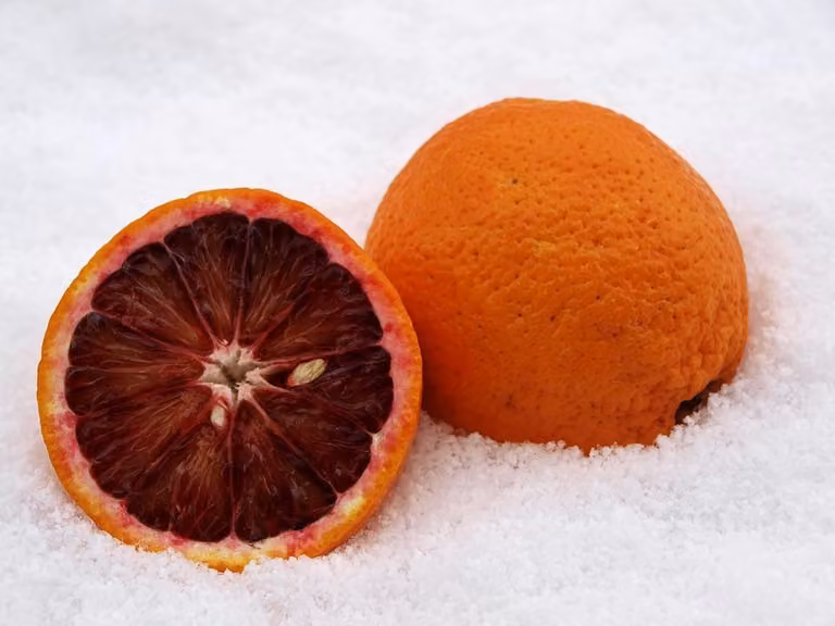 Citrus sinensis Sanguinello 80-100 cm - Blut-Orange