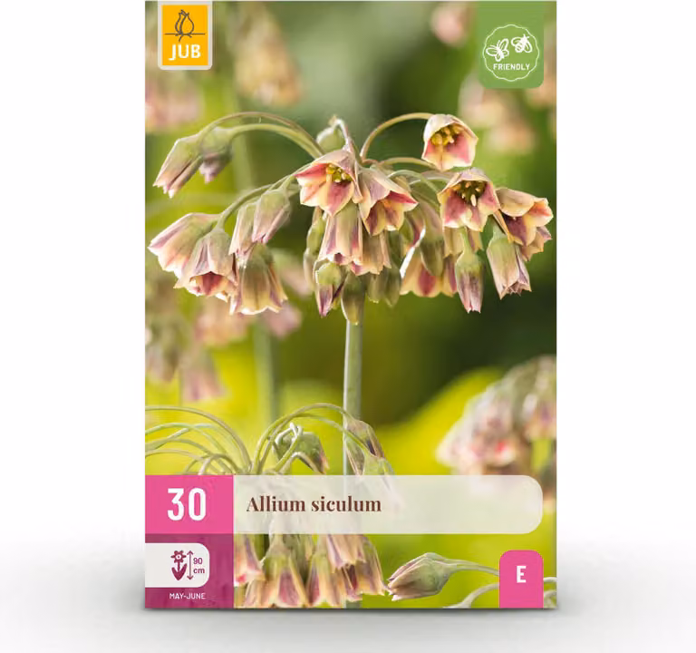 Bulbi da fiore - Allium 'Siculum' - Rosa - 30 unità - Dimensione bulbo 8/10 - 50-150cm - Ø10cm - Pianta da giardino - Multideal
