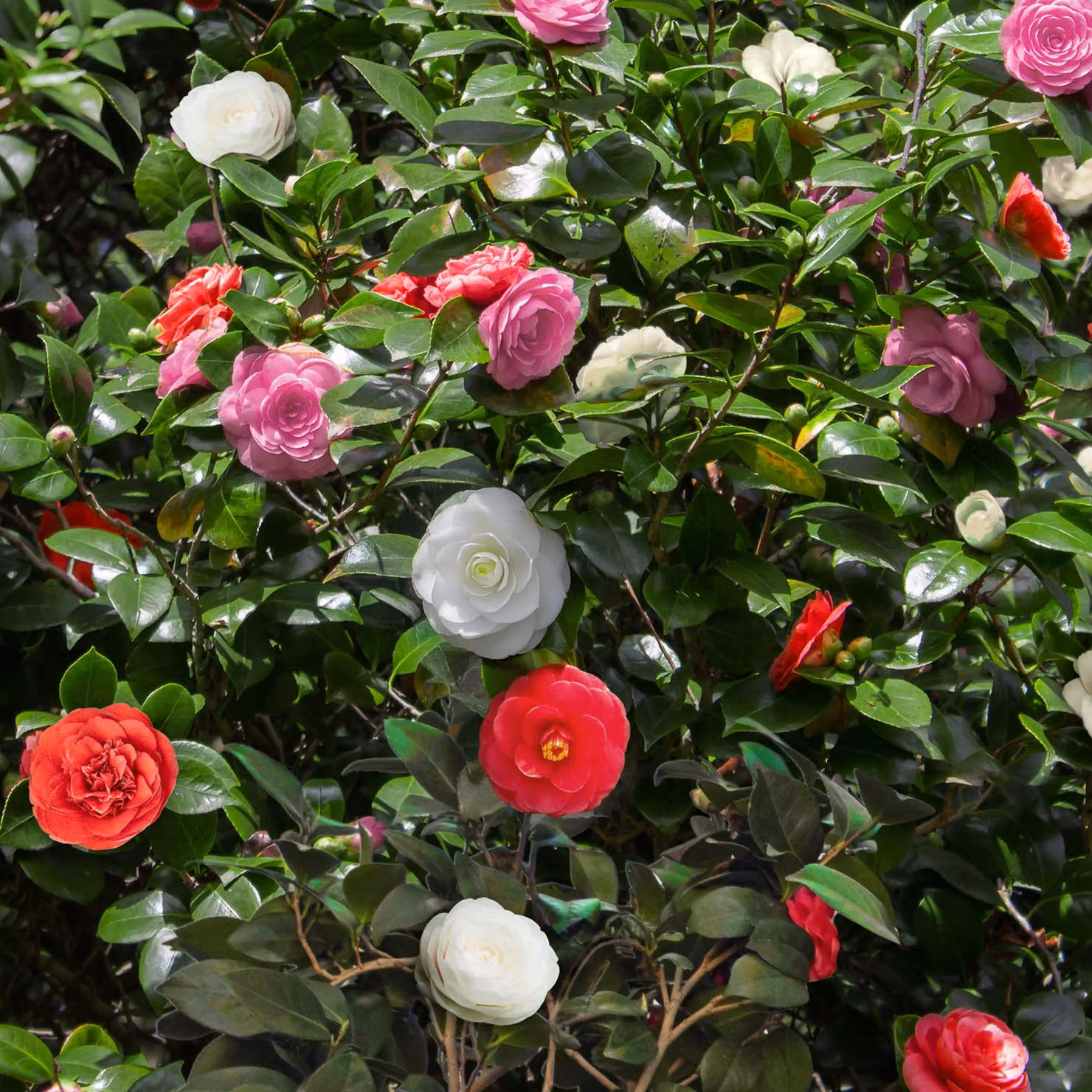 Camelia Camellia japonica Tricolour - Arbusto - Resistente - Fiori rosa