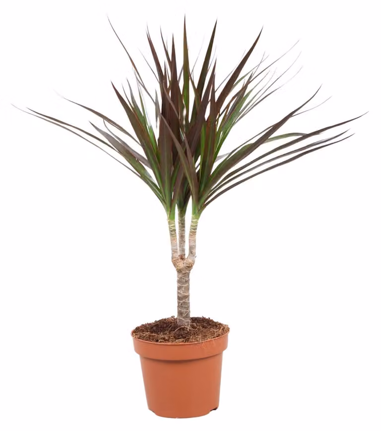 Dracaena Magenta - 40-50cm - Ø12cm - Pianta d'appartamento - Sempreverde