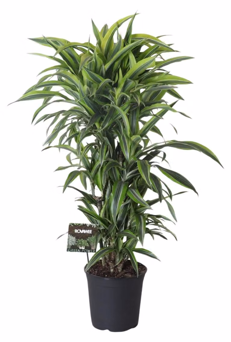 Dracaena Fragrans Lemon Lime Ramificata - 110-120cm - Ø27cm - Pianta d'appartamento - Sempreverde