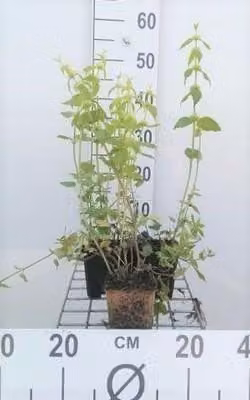 6 x Lamiastrum galeobdolon - Ortica dorata - vaso 9 x 9 cm