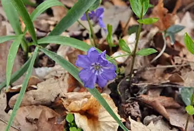 12 x Vinca minor - Pervinca piccola - Vaso 9 cm x 9 cm