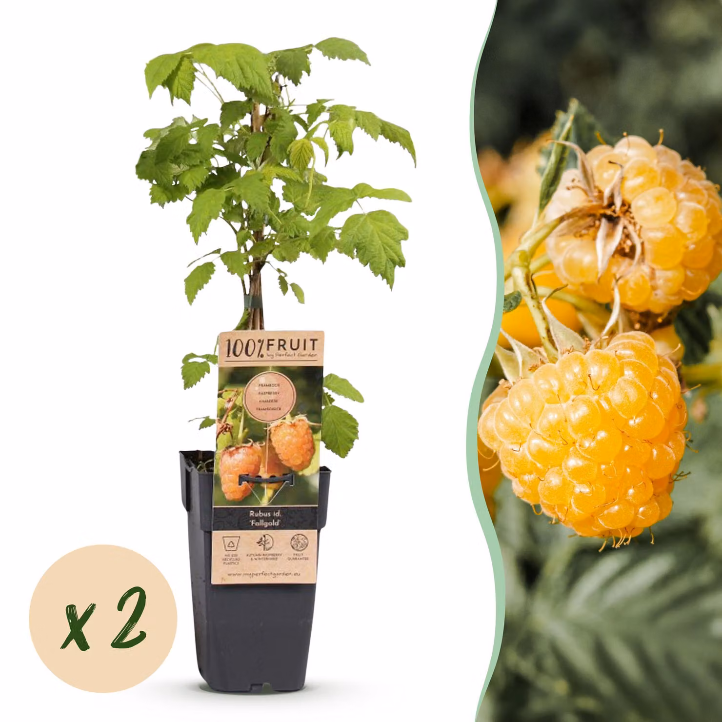 Rubus idaeus Fallgold - Pianta di lampone - Difficile - Lampone giallo - 2 piante - 40-50cm - Ø15cm - Pianta da giardino