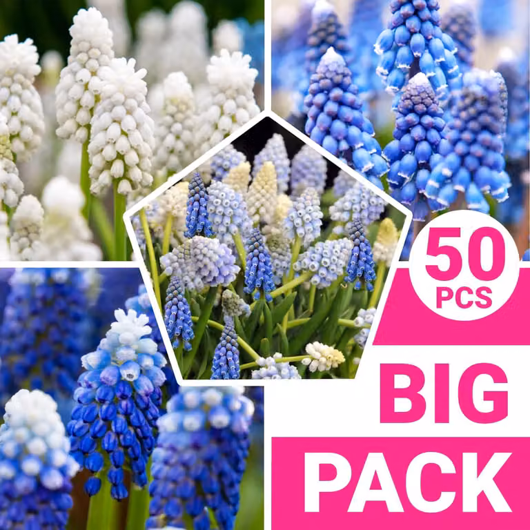 Bulbi di fiori perenni, resistenti al gelo - Miscela di Muscari - 50 bulbi - Mix di 5 varietà/colori provenienti dai Paesi Bassi - Vere e proprie piante di Muscari resistenti al gelo - Ideali per giardino, vasi e balconi