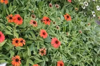 6 x Echinacea purp. 'Julia'® - fiore di conifera - vaso 9 x 9 cm