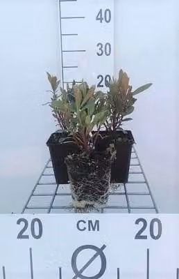 6 x Euphorbia amygd. 'Purpurea' - Euforbia - vaso 9 x 9 cm