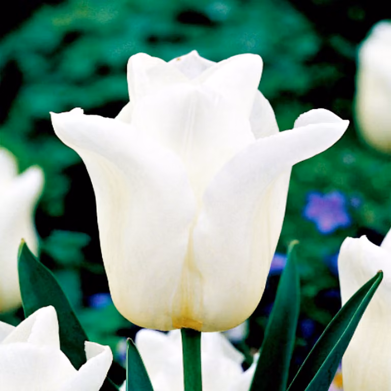 Tulipani Bulbi Bulbi Fiori Trionfo Tulipano Agrass Bianco 5 pz.