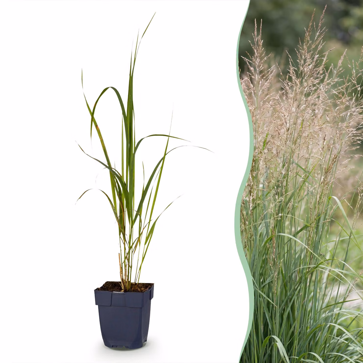 Molinia arund. Karl Foerster - Molinia - Con pannocchia - Verde - 12 piante - 15-25cm - Ø11cm - Pianta da giardino