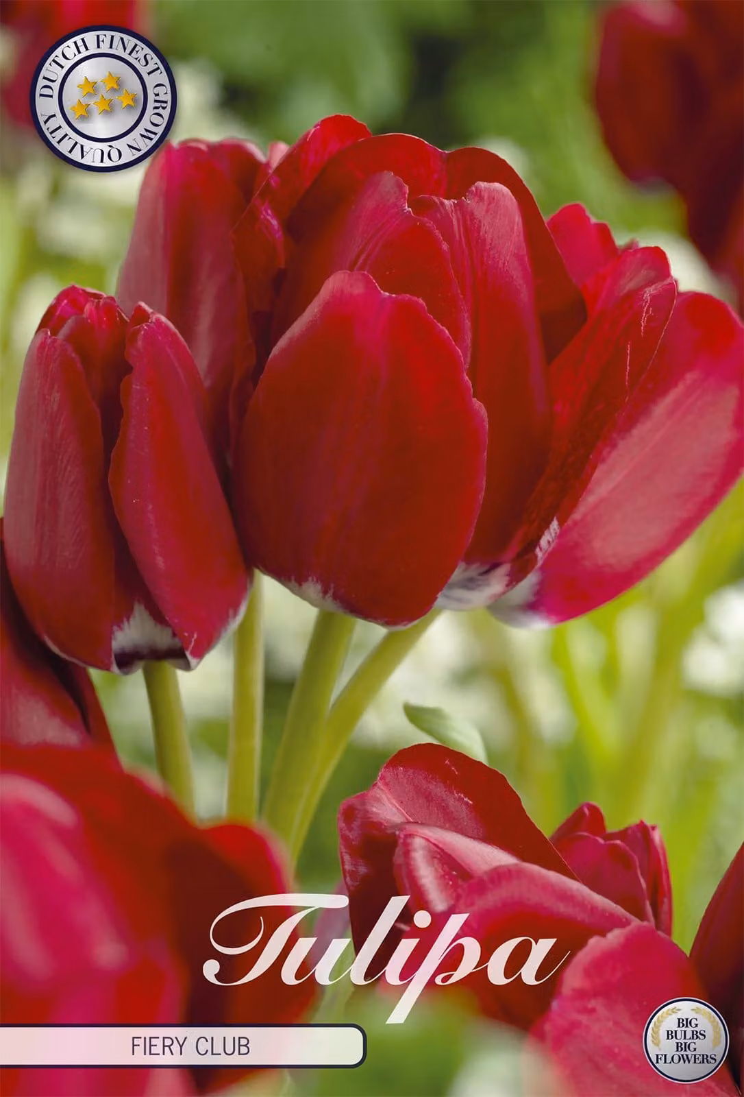 Tulipano Fiery Club (7 bulbi) | Bulbi di tulipano di Sam van Schooten