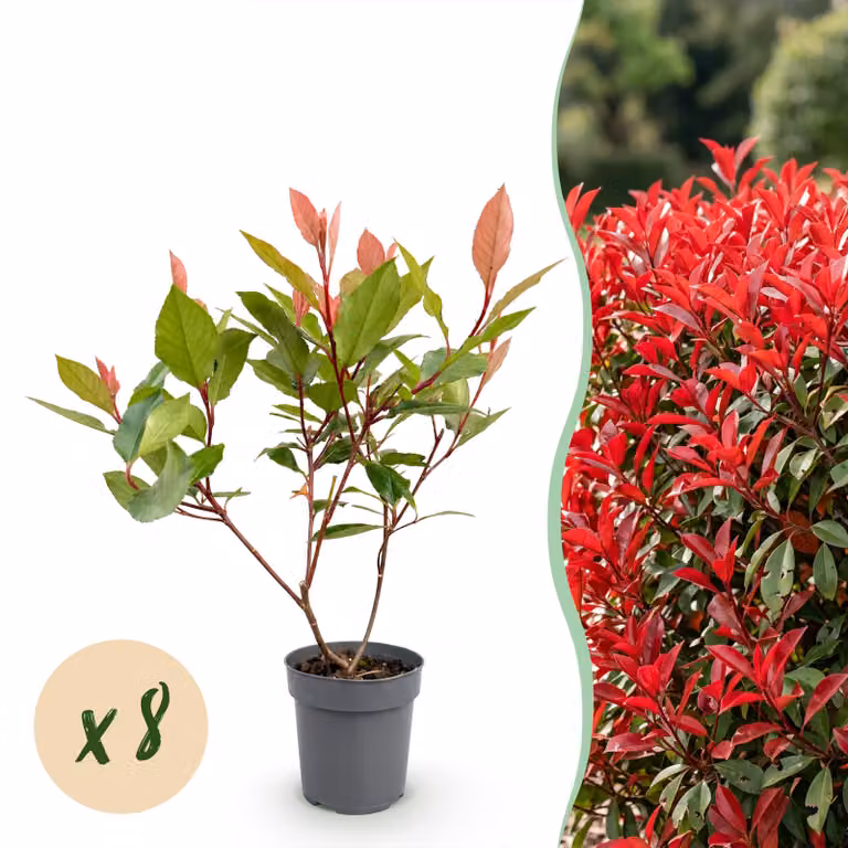 Photinia Little Red Robin - Foglia rossa - 8 piante - 1 metro di lunghezza - Sempreverde - 30-35cm - Ø9cm - Pianta da giardino
