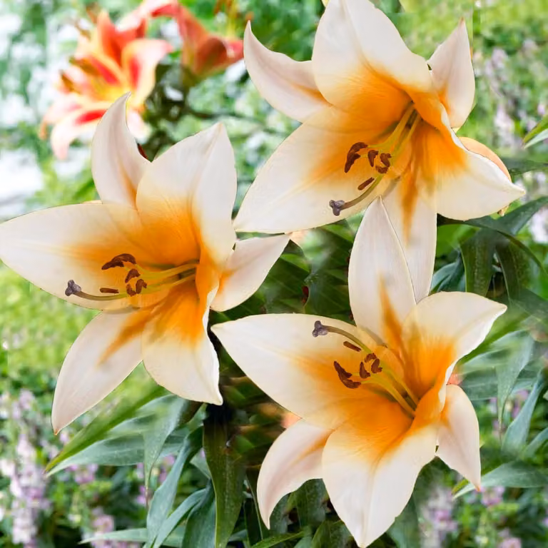 Bulbi di Giglio Gigante per tè pomeridiano, resistenti al freddo, perenni - 3 bulbi - bulbi di fiori provenienti dall'Olanda - adatti per giardino e vaso (tuberi di grandi dimensioni, senza semi, non trattati artificialmente)