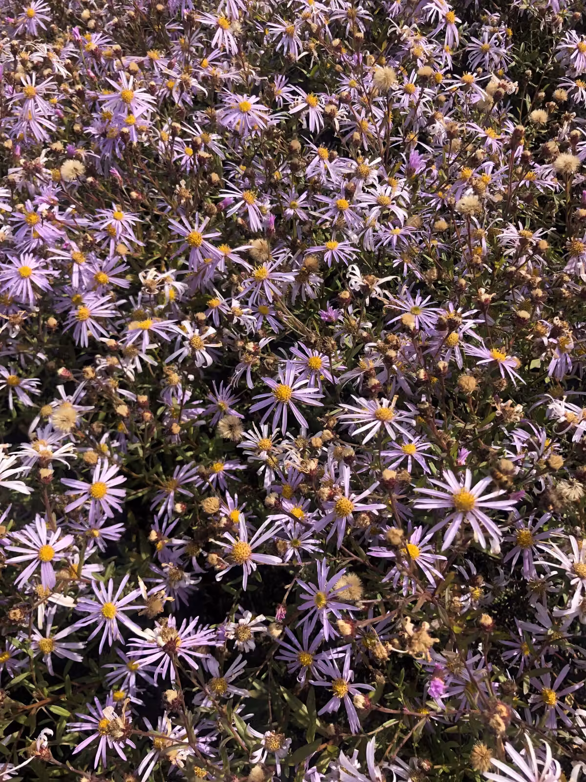 6 x Aster pyrenaeus 'Lutetia' - Aster in vaso 9x9 cm