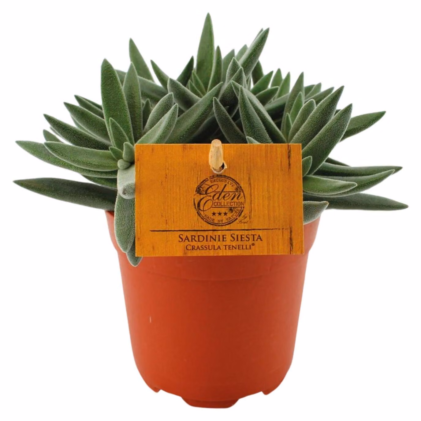 Crassula Tenelli - 15cm - Ø10,5cm - Pianta d'appartamento - Sempreverde - Cactus e piante grasse