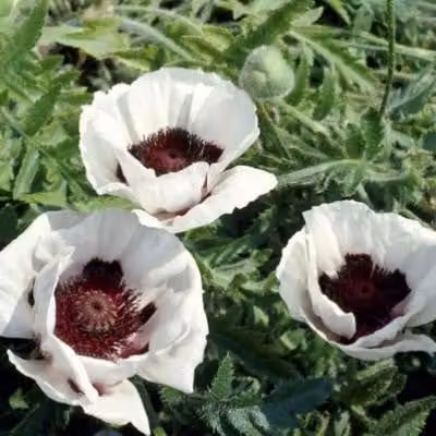 6 x Papaver o. 'Perry's White' - Mohn - Topf 9 x 9 cm