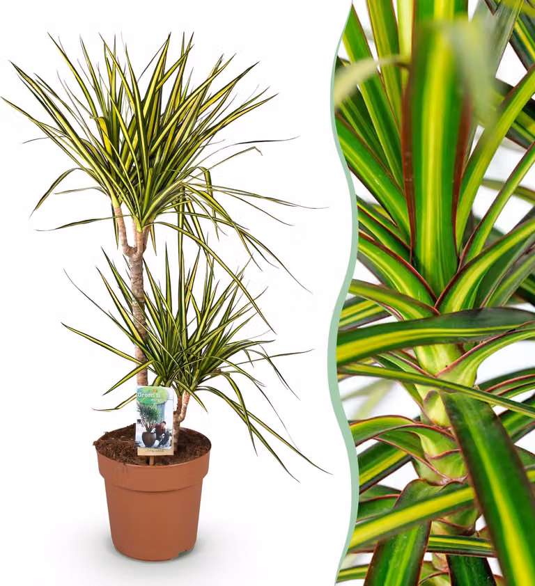 Dracaena Sunray - Albero del drago - Bassa manutenzione - Verde - 90-100cm - Ø21cm - Pianta d'appartamento - Sempreverde