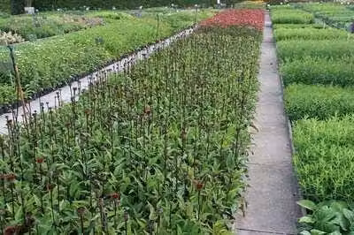 6 x Echinacea purp. 'Attrazione fatale'® - Sonnenhut - Topf 9 x 9 cm