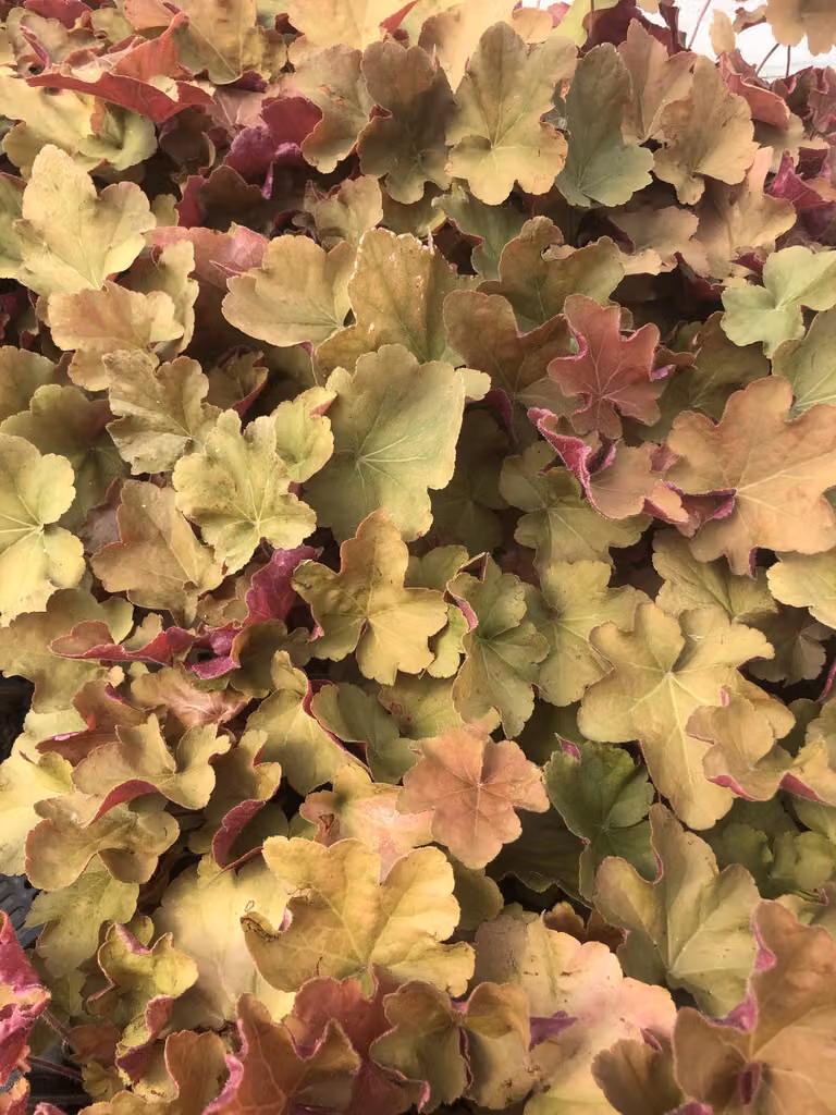 6 x Heuchera 'Caramel'® - Campanula viola - vaso 9x9 cm