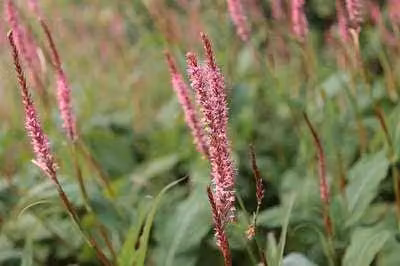6 x Persicaria ampl. 'Fascination' - Nodo delle candele - vaso 9 x 9 cm
