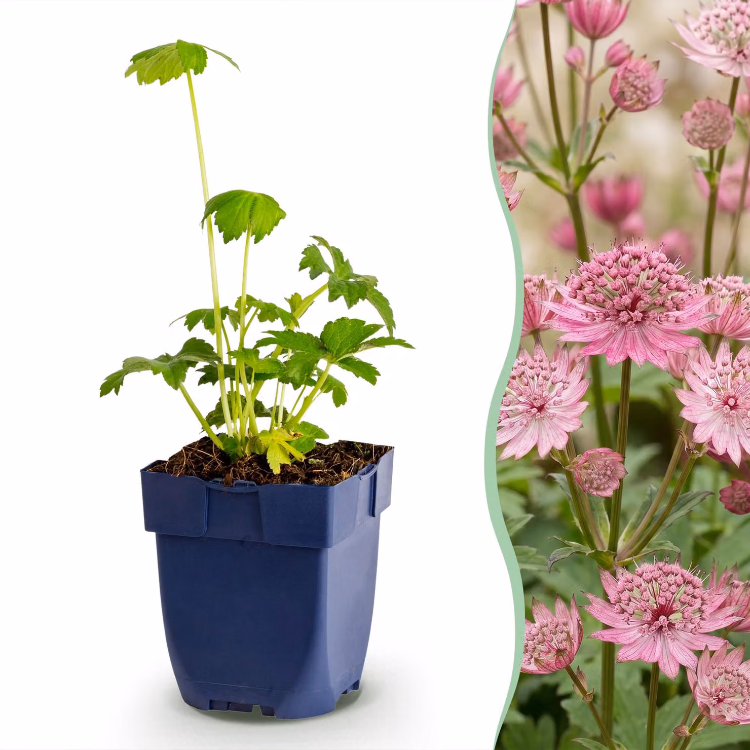 Astrantia major - Erba delle stelle - Ombra - Bianco-rosa - 6 piante - 15-25cm - Ø11cm - Pianta da giardino