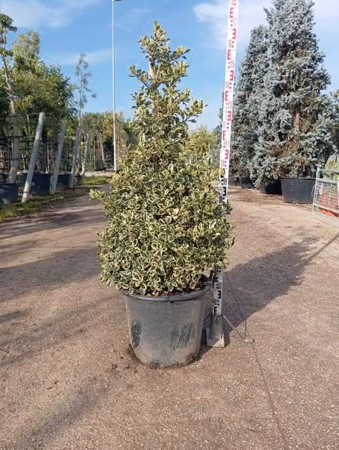 Agrifoglio Variegato Ilex Aquifolium Argenteomarginata Piramide Vaso 50 cm