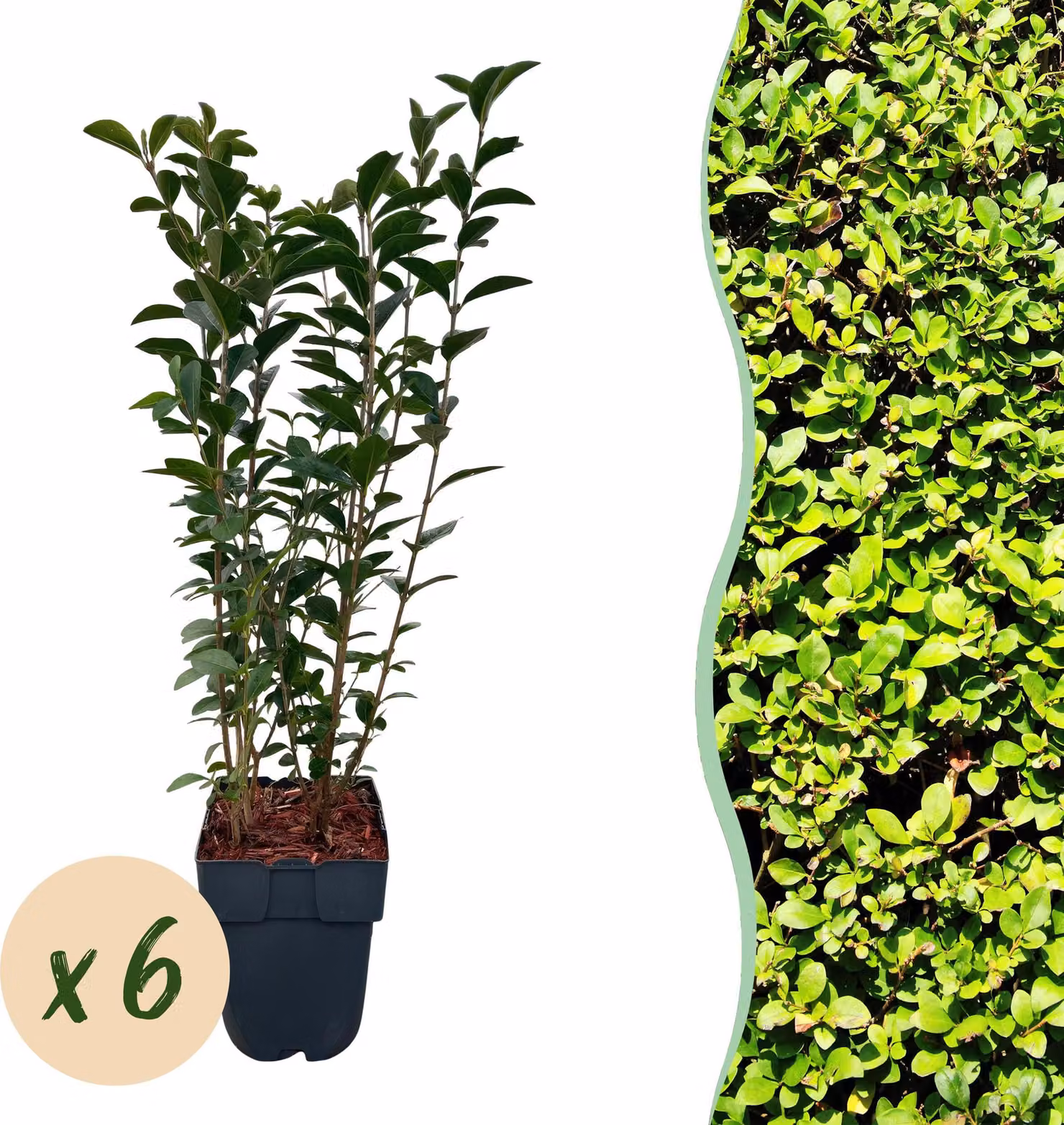 Piante da siepe - Ligustrum ovalifolium - foglie verdi - 6 piante - 1 metro lineare - sempreverde - 45-55cm - Ø18cm - Pianta da giardino