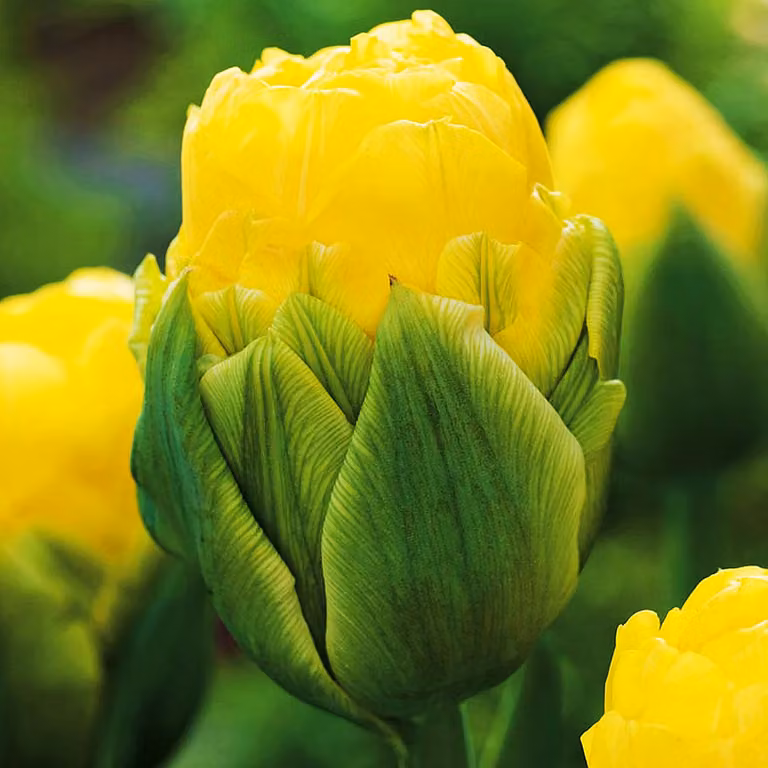 Tulipani Peonie Bulbi da fiore Tulipani Doppia Bellezza di Apeldorn 5 pz