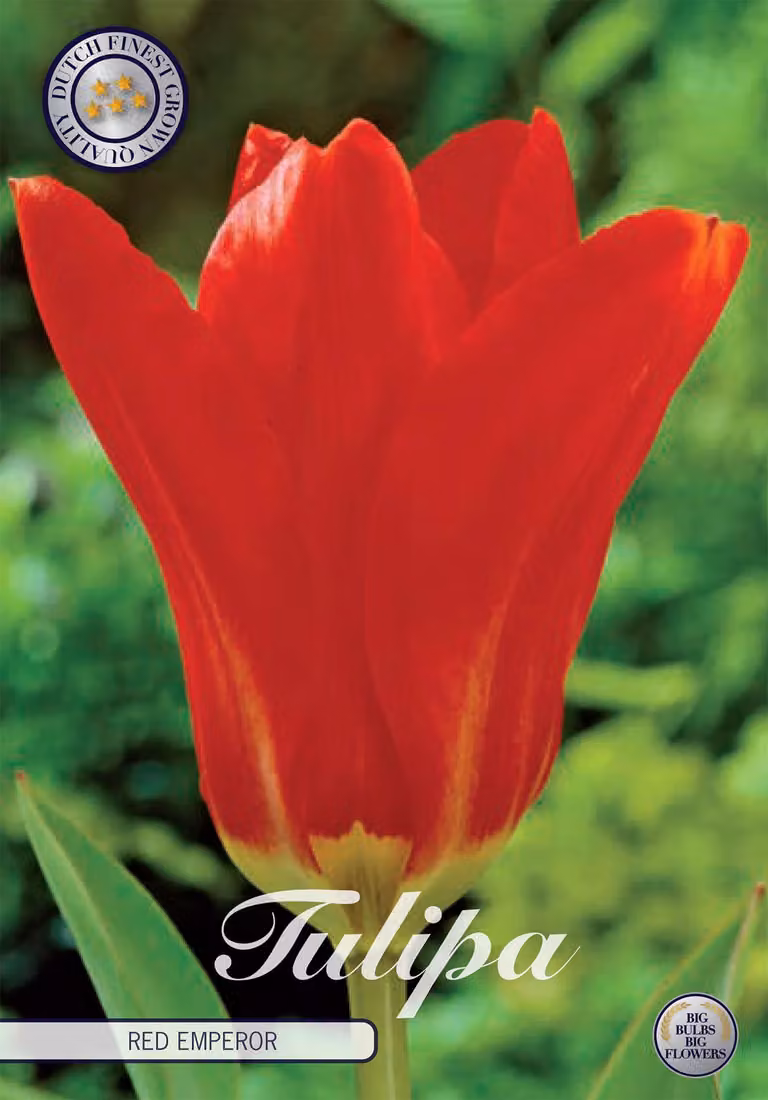 Tulipa - Fosteriana - Roter Kaiser