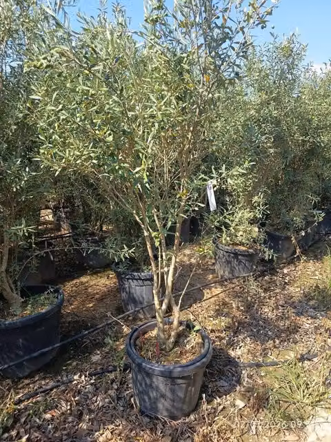 Albero ornamentale Olea Europaea Multitronco Cipressino di Vivaio Garden Forest, Verde e Grigio, Altezza: 140 cm