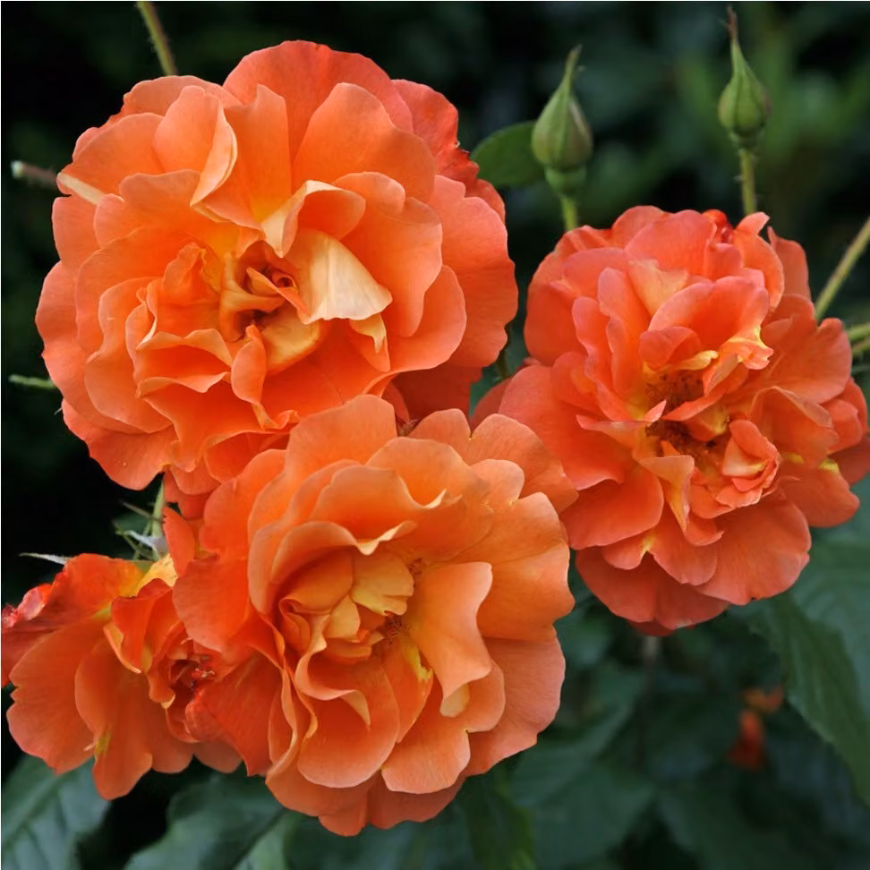 Rosa - Rosa rampicante Kordes - Rosa 'Westerland'