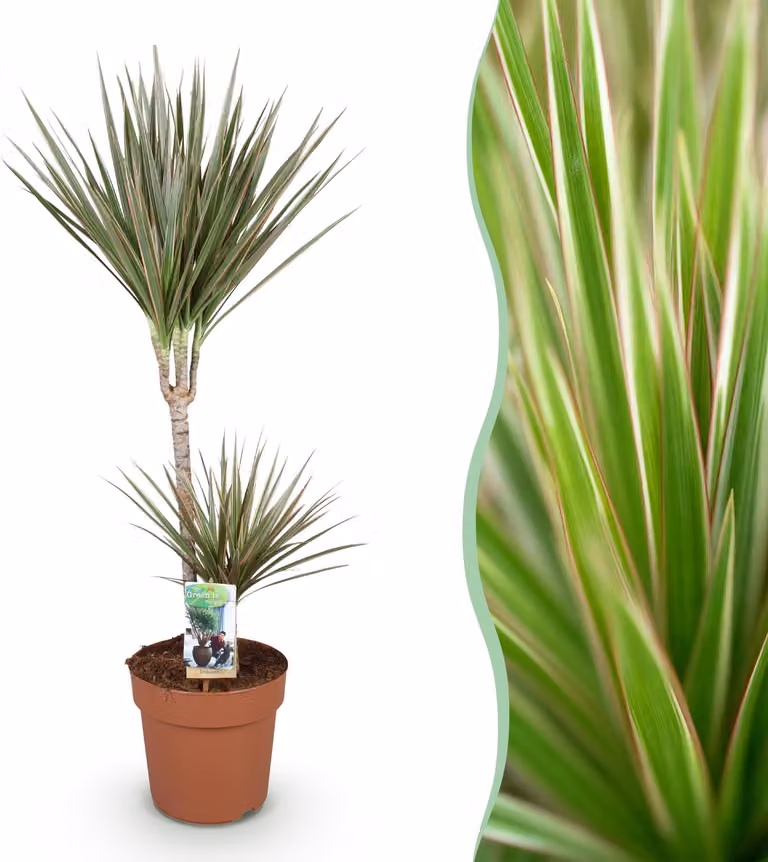 Dracaena Marginata Bicolore - Albero del drago - Bassa manutenzione - Verde - 90-100cm - Ø21cm - Pianta d'appartamento - Sempreverde