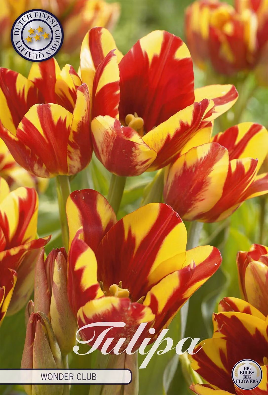Tulipani Wonder Club (7 bulbi) | Bulbi di tulipano di Sam van Schooten