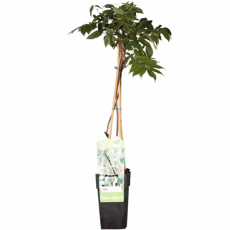 Glicine Floribunda 'Longissima Alba' - ↨65Cm - Ø15