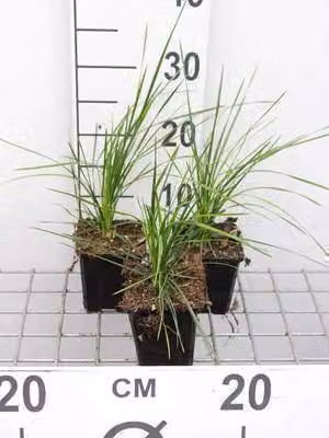 6 x Deschampsia cesp. 'Goldtau' - Rugiada dorata liscia - vaso 9 x 9 cm