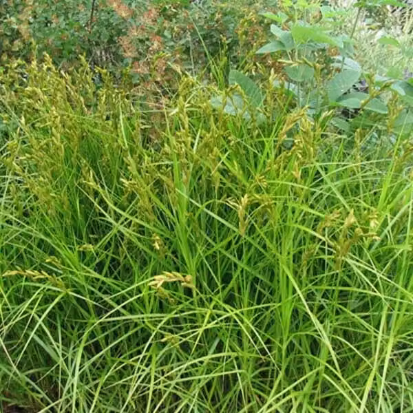 6 piante di Carex muskingumensis (chiamate anche "Palmwedelsegge") | Vaso da 9x9 cm